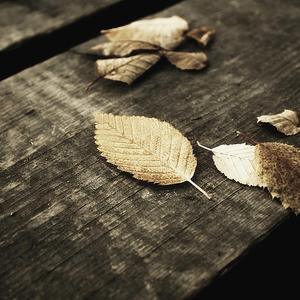 胖子男和胖熊Gay片
